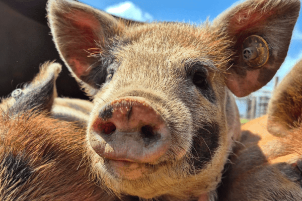 photo shows a smiling kune kune piglet with blue sky in the background